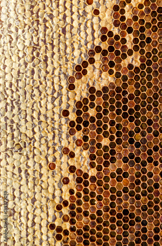 Ambrosia. Honeycombs With Honey. Winter Forage For Bees. Texture  Background Series.