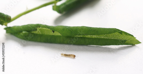 Rose leaf-rolling sawfly /  Blennocampa phyllocolpa photo