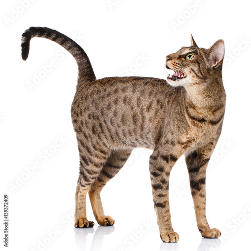 Photography ocicat male cat