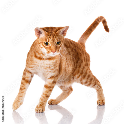 Ocicat cat on a white background.