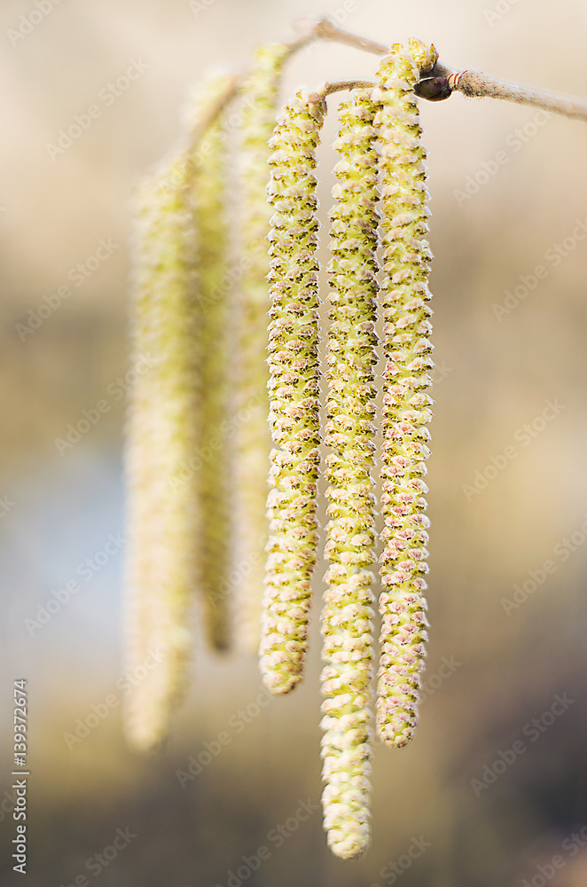 Spring branch with earrings starting in spring Spring branch with earrings starting in spring