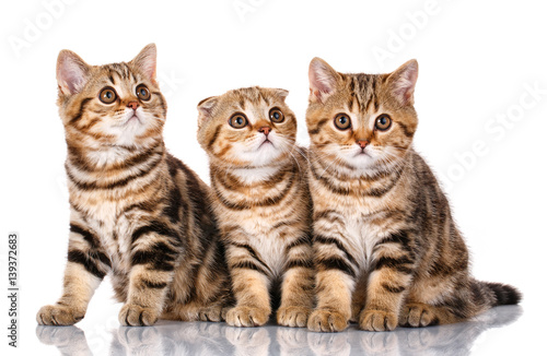 three Scottish kittens sitting, isolated on white