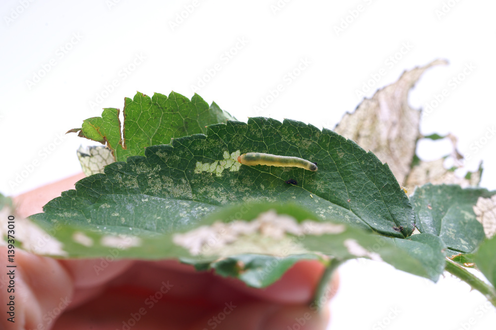 Obraz premium Allantus cinctus - leaf-eating caterpillars