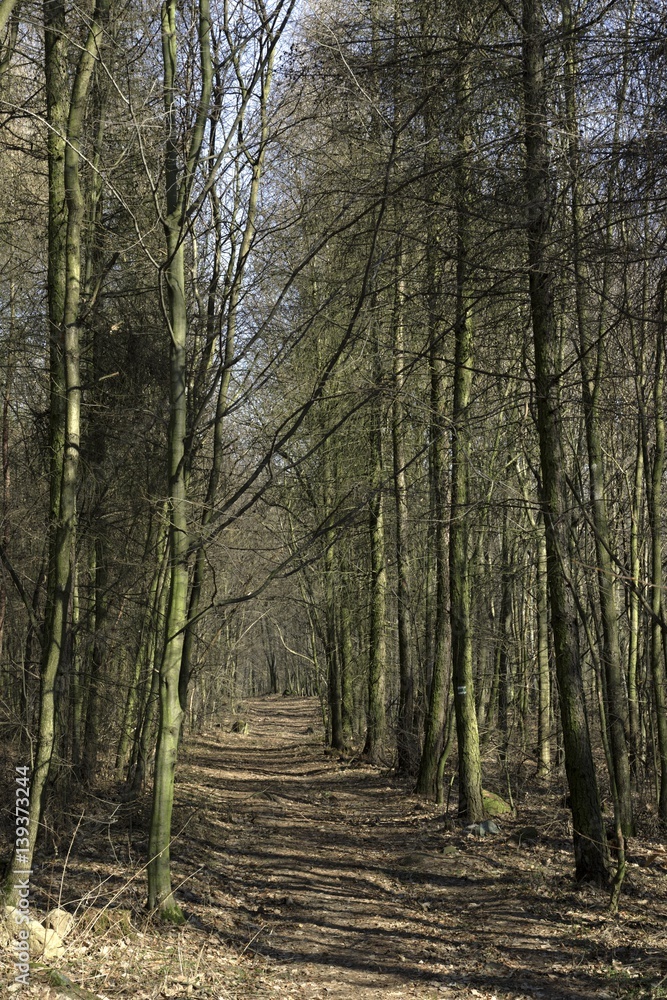 spring landscape with forest and road spring landscape with forest and road