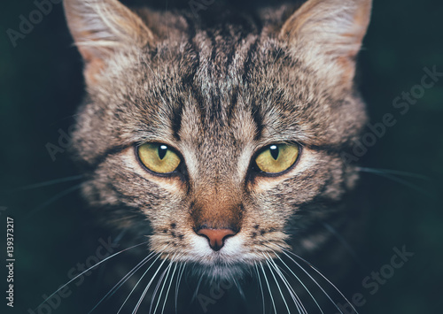 serious portrait of a cat with yellow eyes