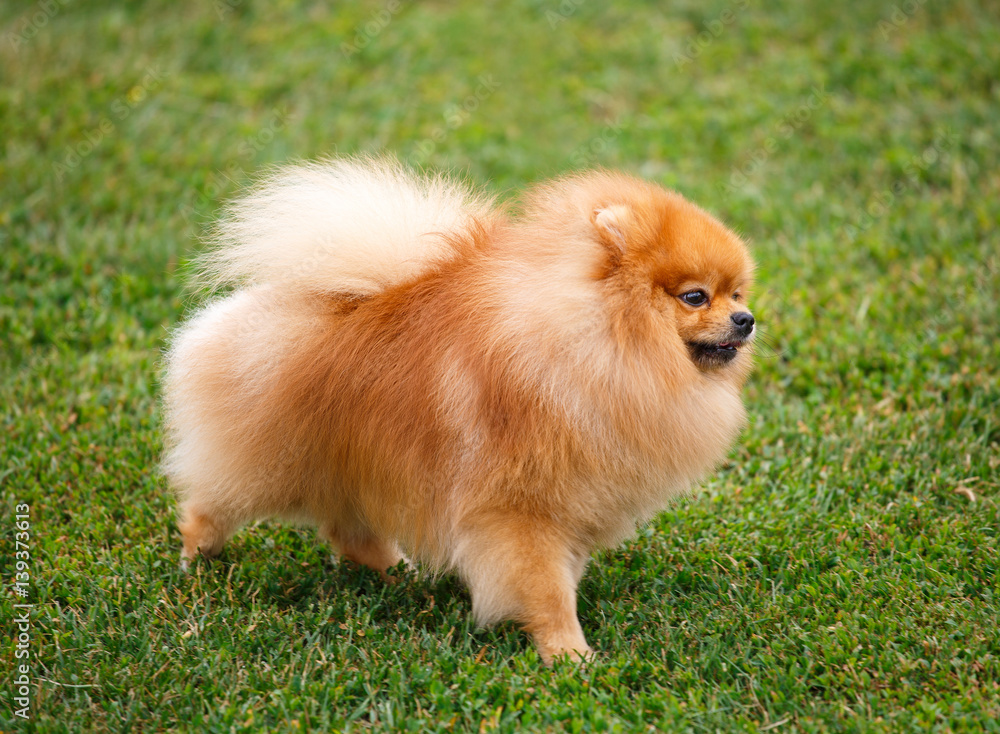 red dwarf Spitz on green lawn red dwarf Spitz on green lawn