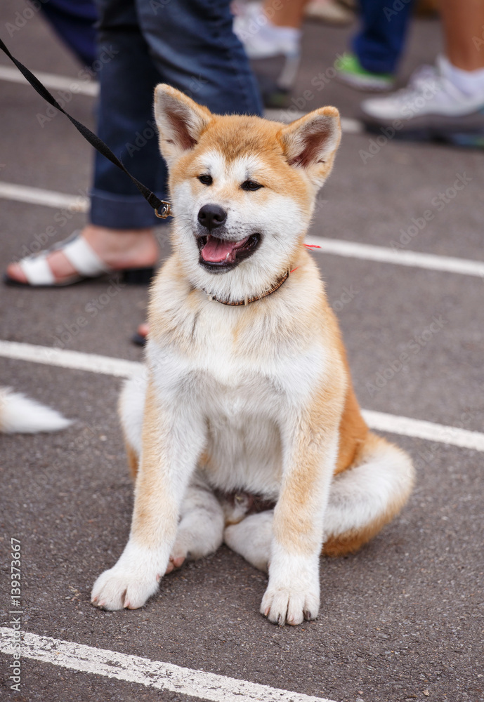 Akita dog sitting with mouth open Akita dog sitting with mouth open