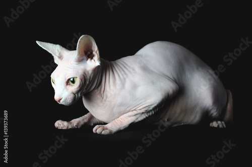 Sphynx cat on black background