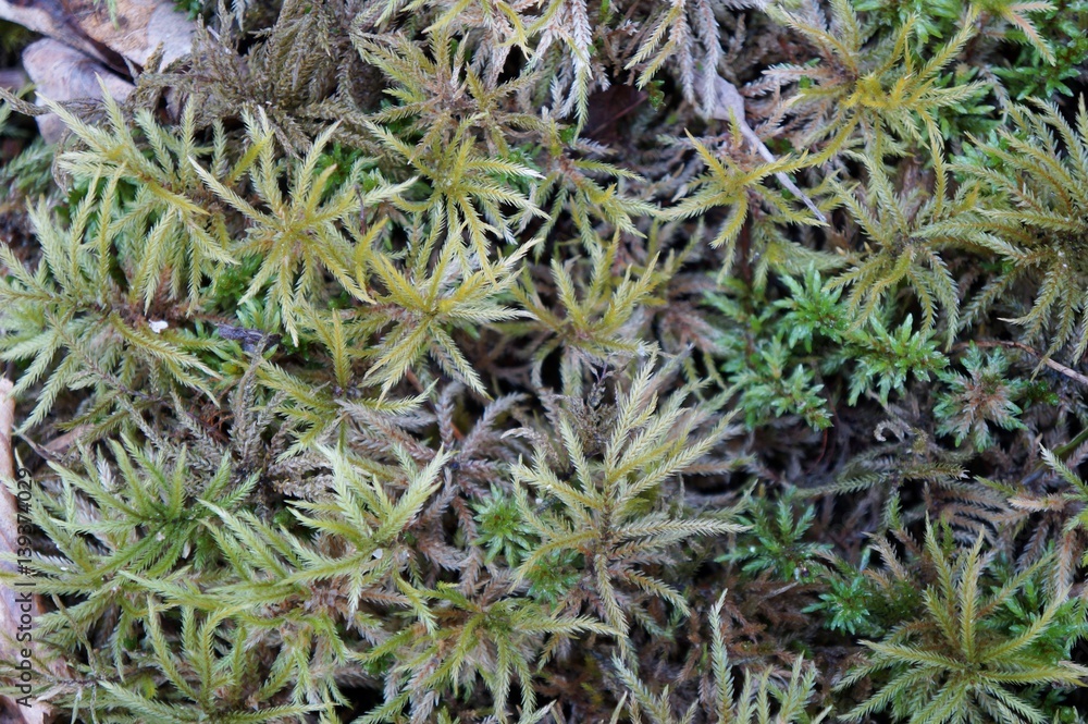 Tree Moss Tree Moss