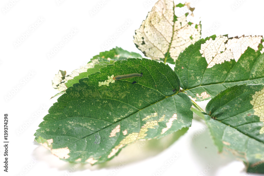 Obraz premium Allantus cinctus - leaf-eating caterpillars