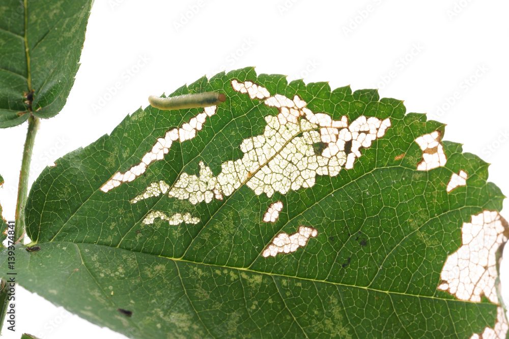 Obraz premium Allantus cinctus - leaf-eating caterpillars