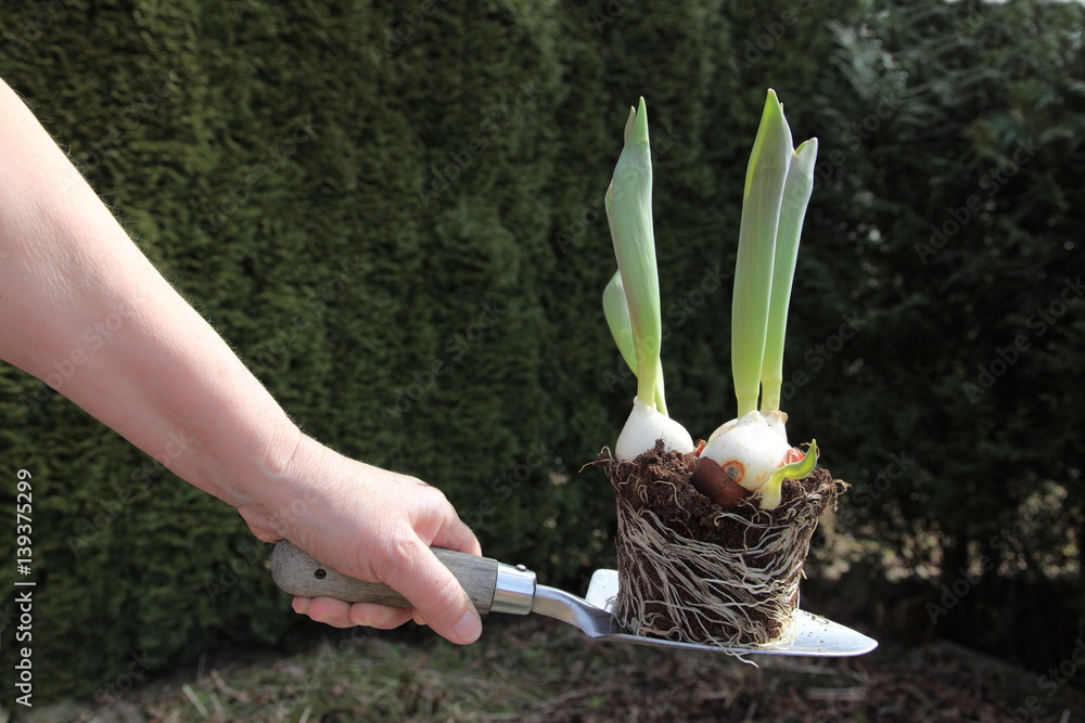 Foto de Tulpen mit Tulpenzwiebel und Stengel auf einer Pflanzschaufel