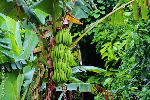 Banana tree in the jungle.