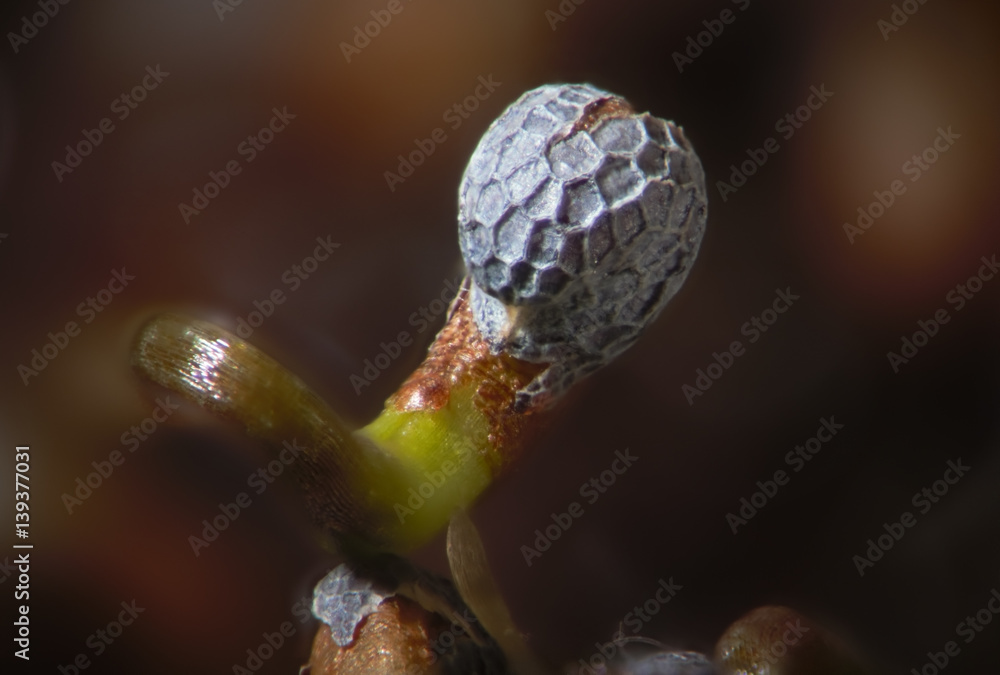 Microscopic green shoots under ribbed opium poppy seed shell. Papaver