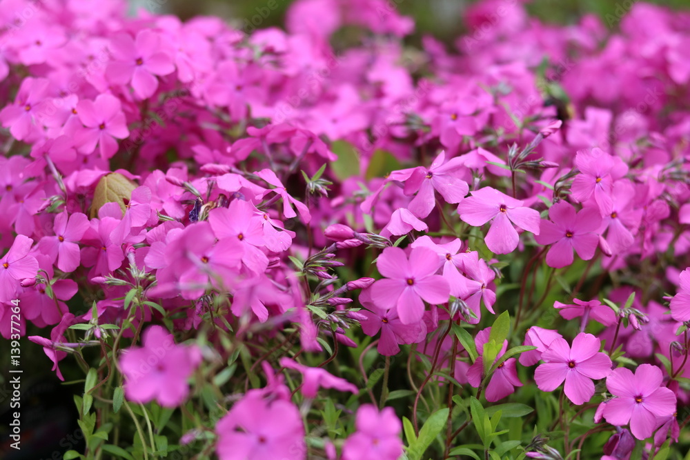 phlox phlox