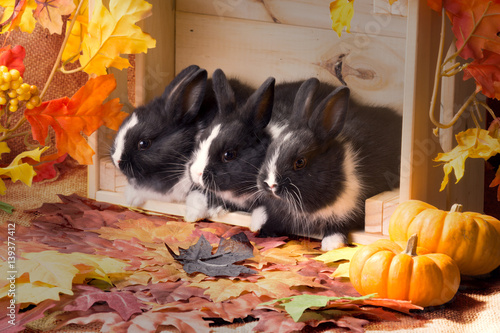Three rabbits in a wooden box. Autumn photo