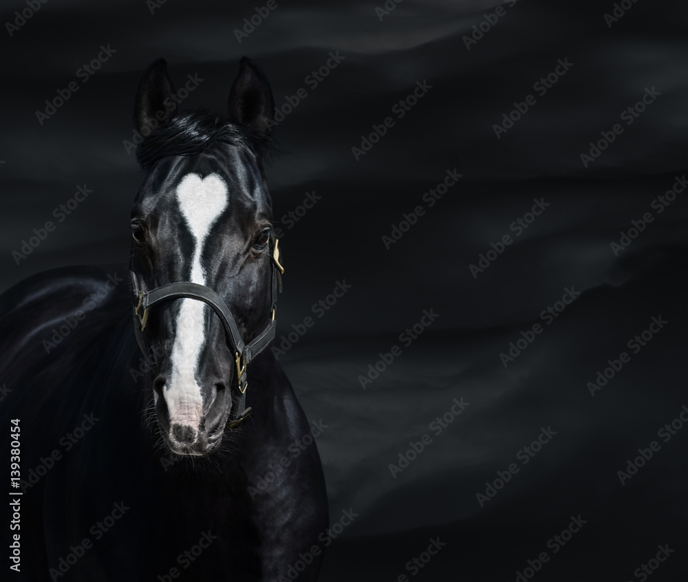Fototapeta Portret czarny koń z kierowymi ocenami. Unigue i rzadkie kolorowe.