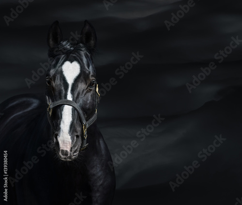 Portrait of black horse with heart marks. Unigue and rare colored. photo