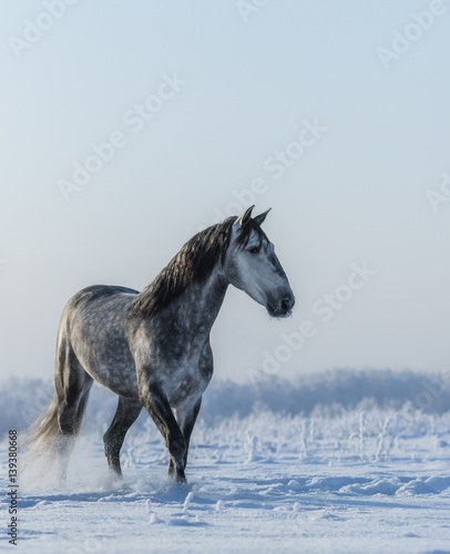 PRE Andalusian gray horse walks on freedom