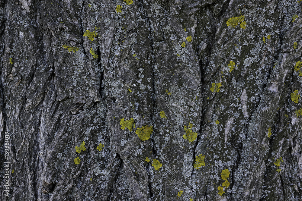 Obraz premium Texture on a tree bark