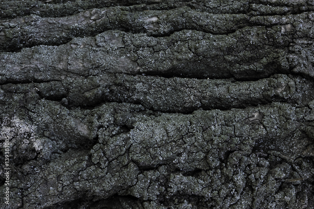 Texture on a tree bark Texture on a tree bark