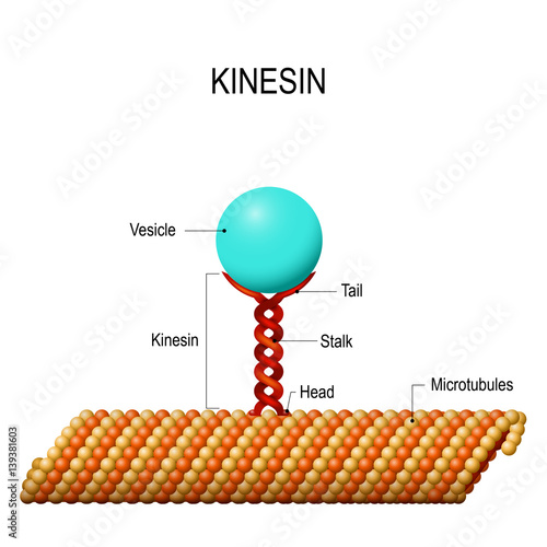 Structure of kinesin