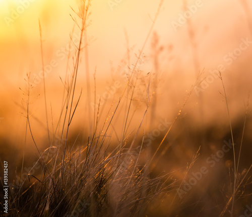 Retro Meadow Grass At Sunset