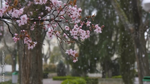 Blooming tree branch on falling snow background