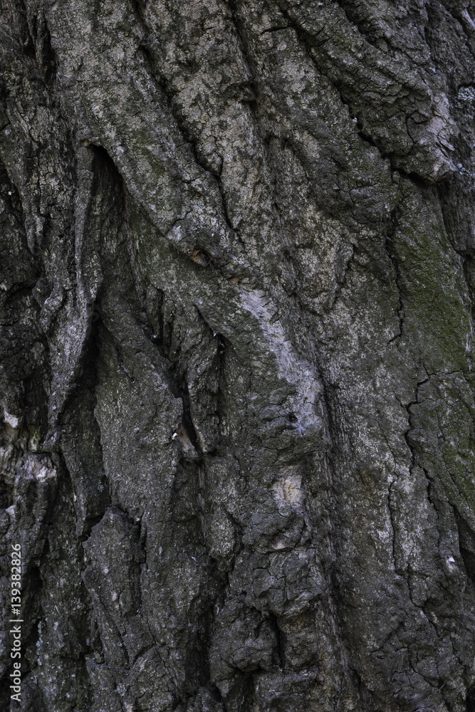 Texture on a tree bark