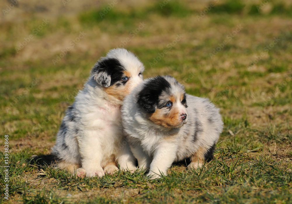 Two Australian shepherd dogs puppy in the meadow