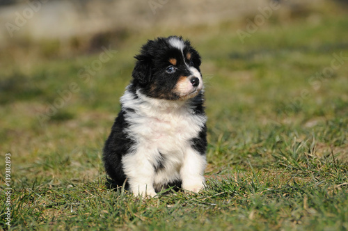 Australian shepherd dog puppy in the meadow © Ricant Images