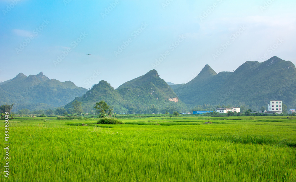 Rice field and karst scenery in Guangxi  China