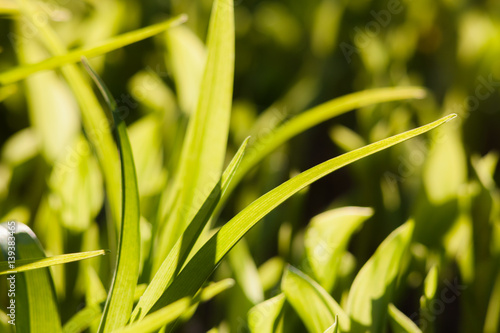 Background leaves. Green sprout, texture plants. Green bud and leaves on the sun.