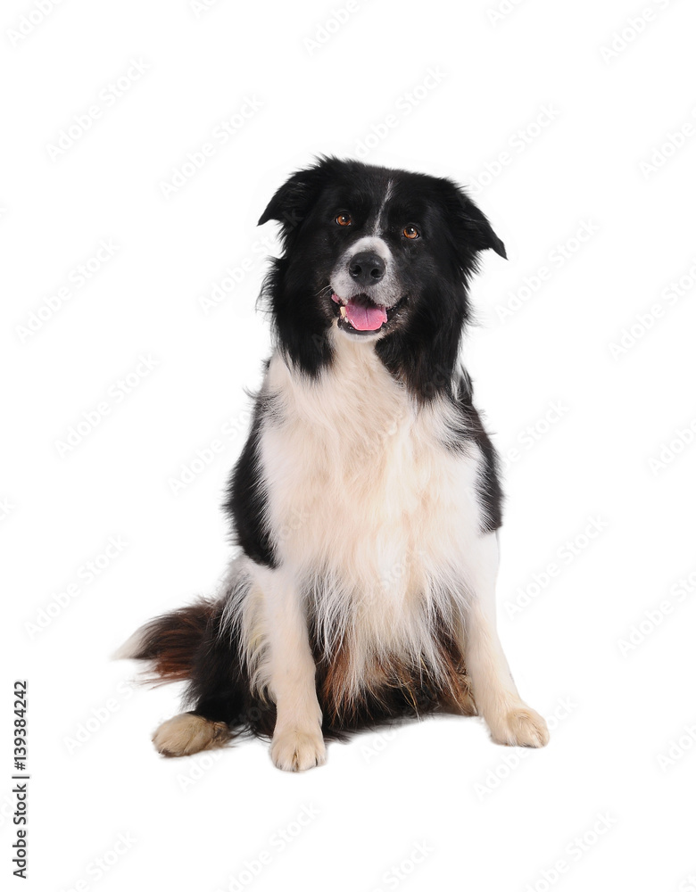 Bborder collie isolated on white background.