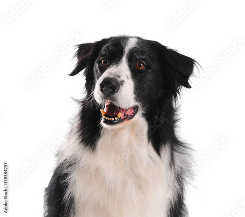 Bborder collie isolated on white background. © Ricant Images
