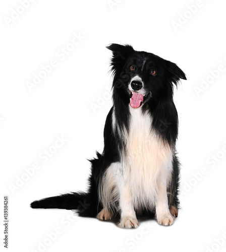 Bborder collie isolated on white background.