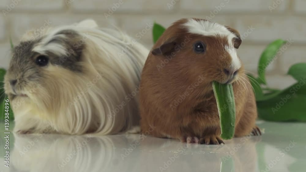 One guinea pig eating cucumber and second thought slow motion stock footage video One guinea pig eating cucumber and second thought slow motion stock footage video