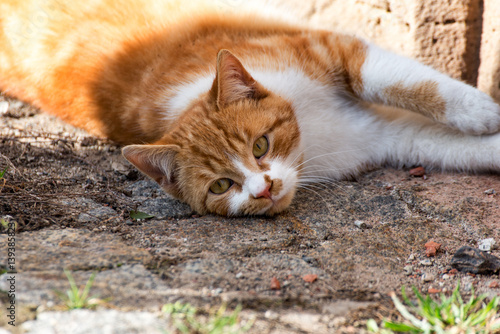 Cat with yellow fur I © Marcus Beckert