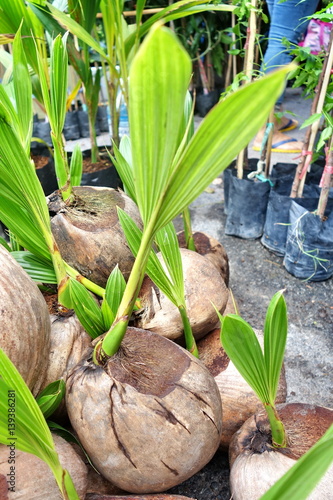 Foto Sprout of coconut tree on  ground in market