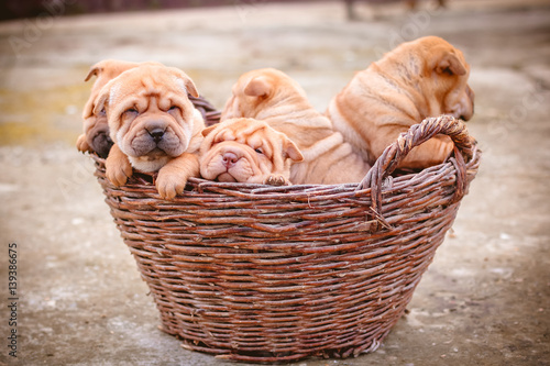 Puppies of Chinese Shar Pei in wicked basket photo