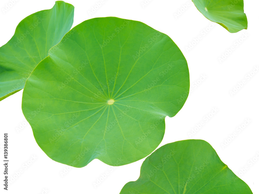 Lotus leaves isolated on white background. Lotus leaves in a pond. Lotus leaves isolated on white background. Lotus leaves in a pond.
