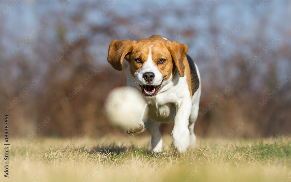 Playing fetch with Beagle dog
