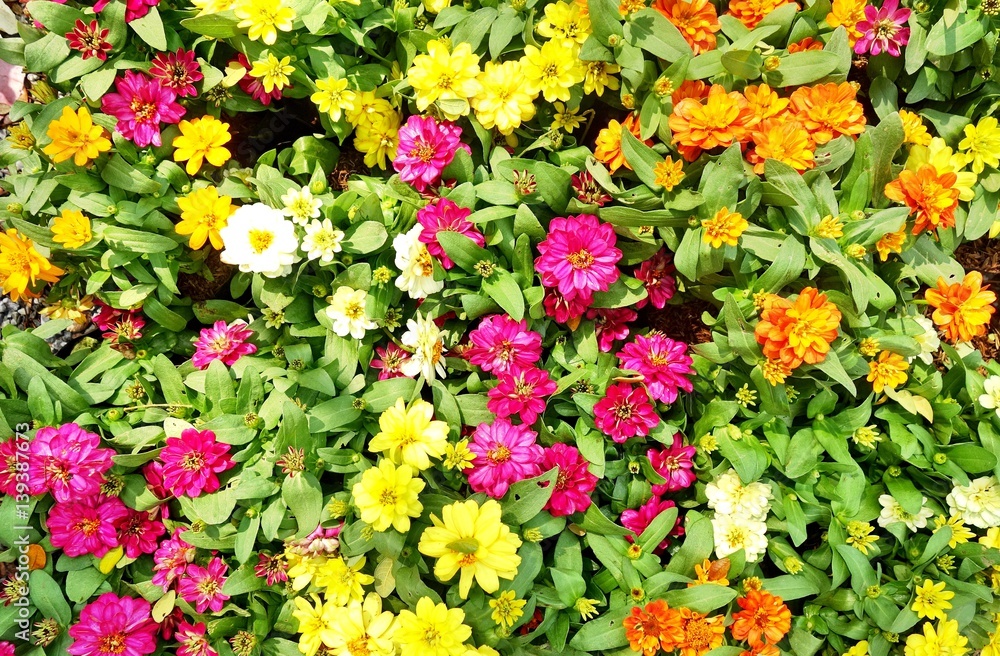 Obraz premium Background beautiful flowerbed.