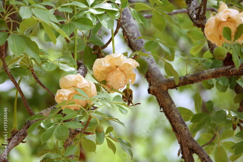 African Baobab (Adansonia digitata) in Zambia photo