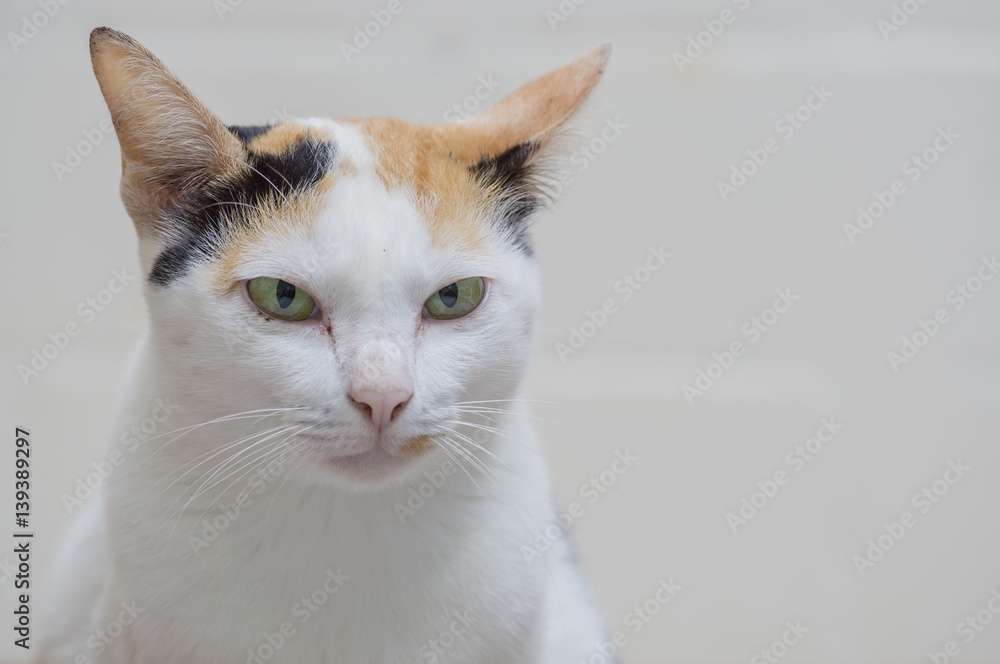 Close up white cat on white background Close up white cat on white background