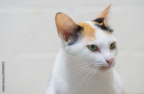 Fototapeta Naklejka Na Ścianę i Meble -  Close up white cat on white background
