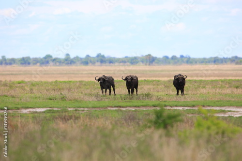 African buffalo (Syncerus caffer) in Zambia