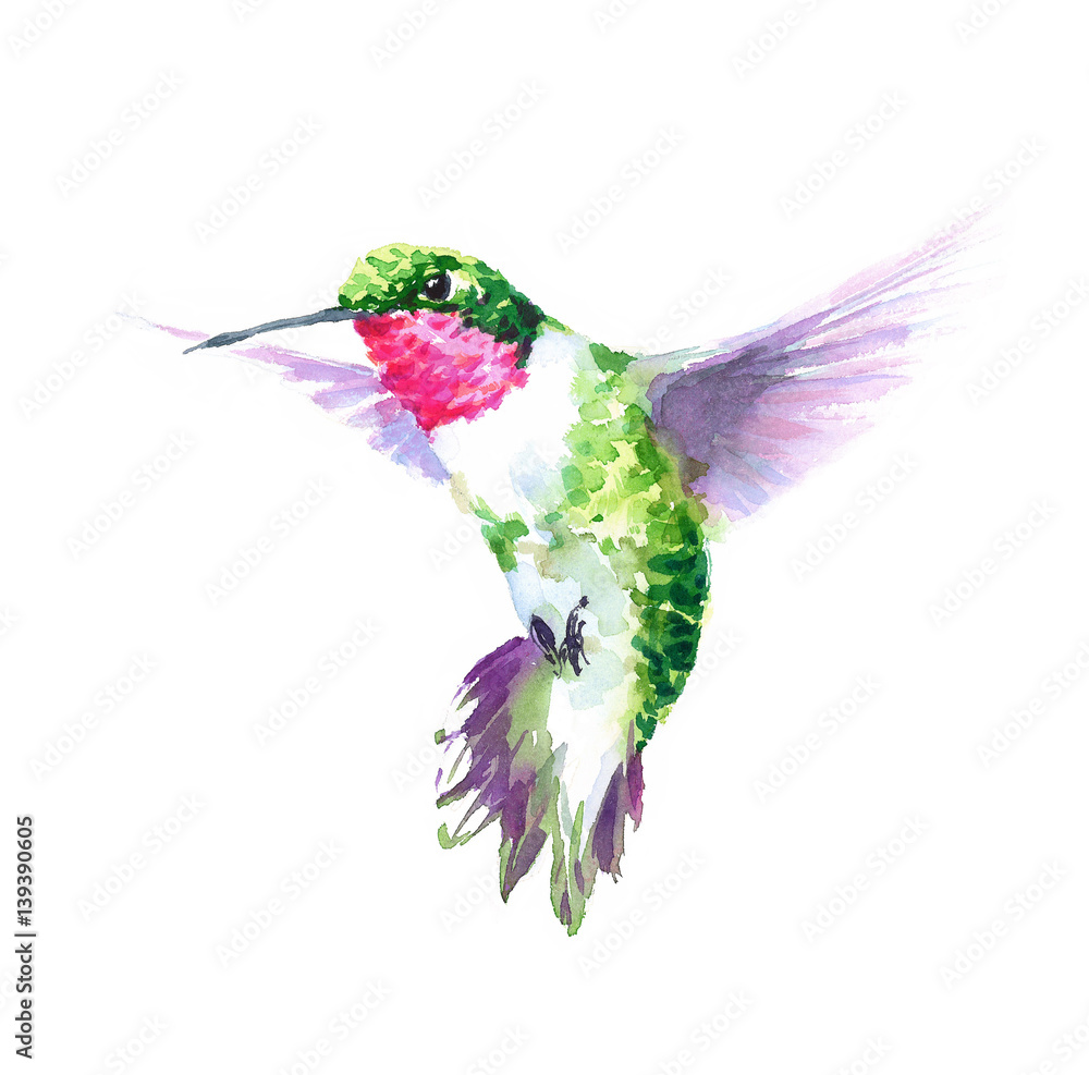 Obraz premium Watercolor Bird Hummingbird Flying Hand Drawn Summer Garden Illustration isolated on white background