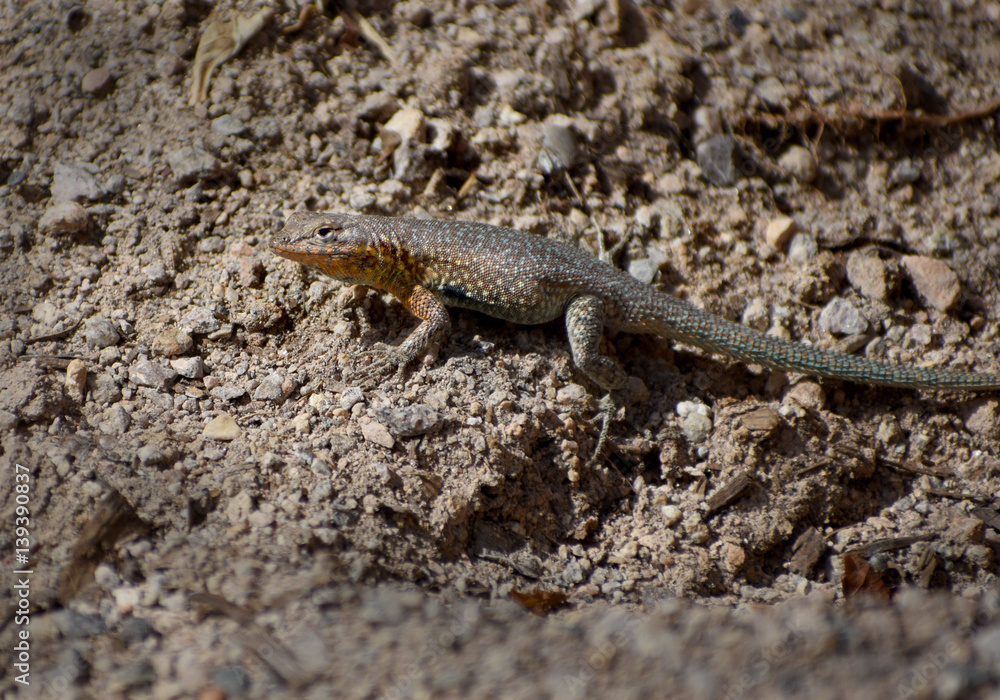 small desert rainbow lizard small desert rainbow lizard