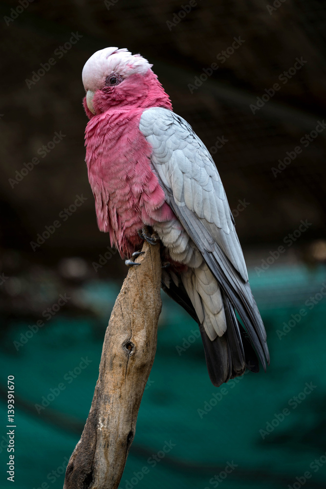 Obraz premium Rose Breasted Cockatoo Parrot